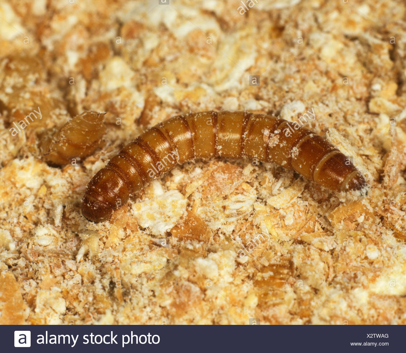 Mealworm Larva Stock Photos & Mealworm Larva Stock Images Alamy