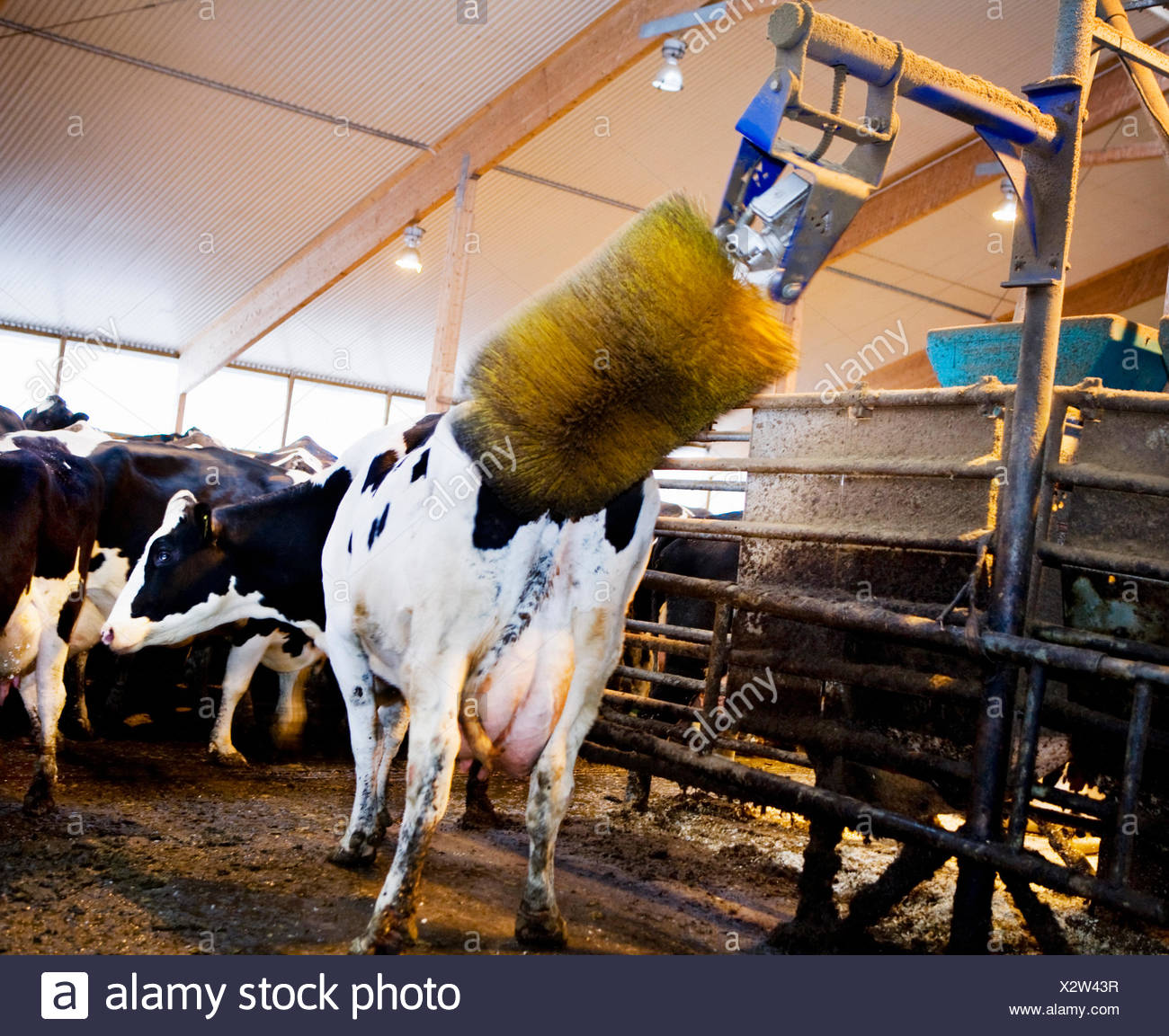 Being Washed Stock Photos & Being Washed Stock Images Alamy