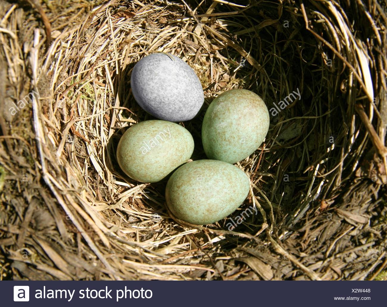 Cuckoo Bird Egg Stock Photos & Cuckoo Bird Egg Stock Images Alamy