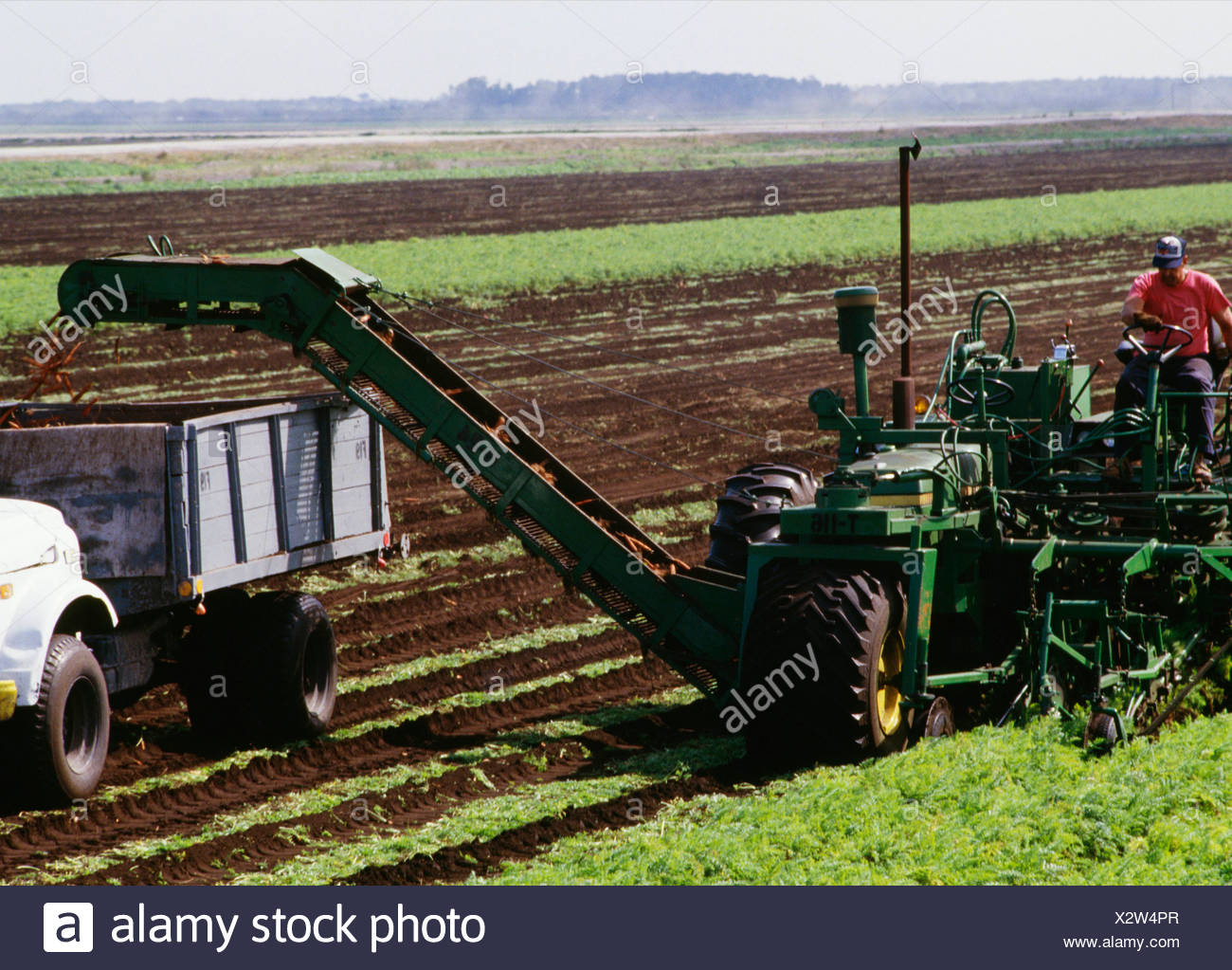Carrots Harvest Field Tractor High Resolution Stock Photography and
