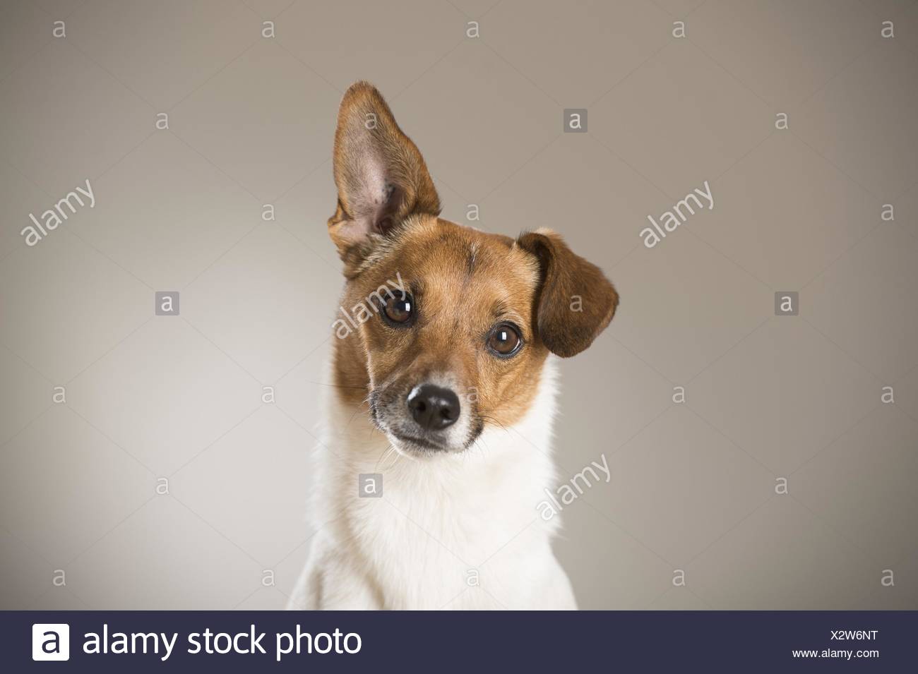 fox terrier chihuahua