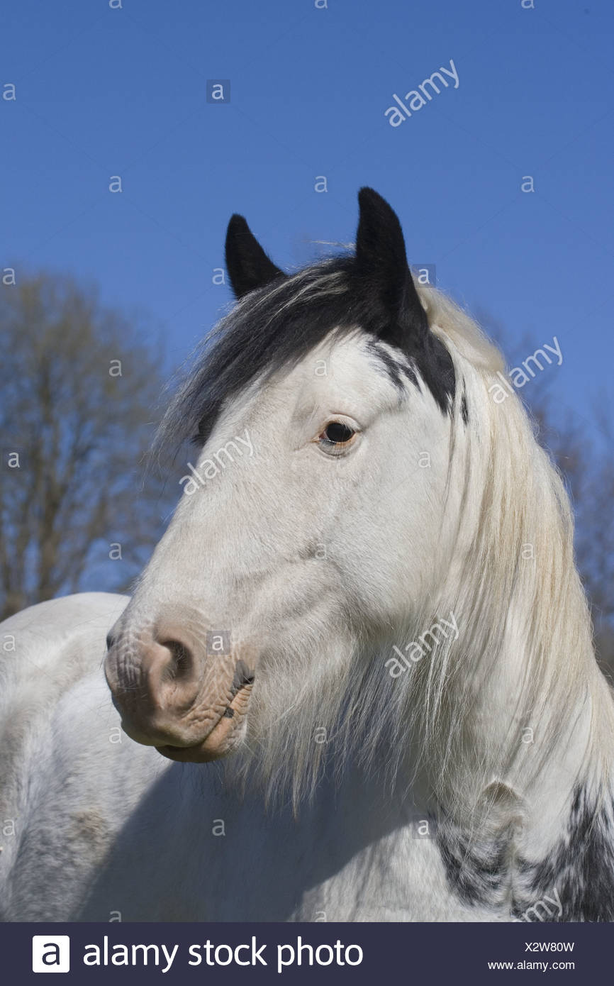 Close Up View Of A White Horse With Black Ears Stock Photo