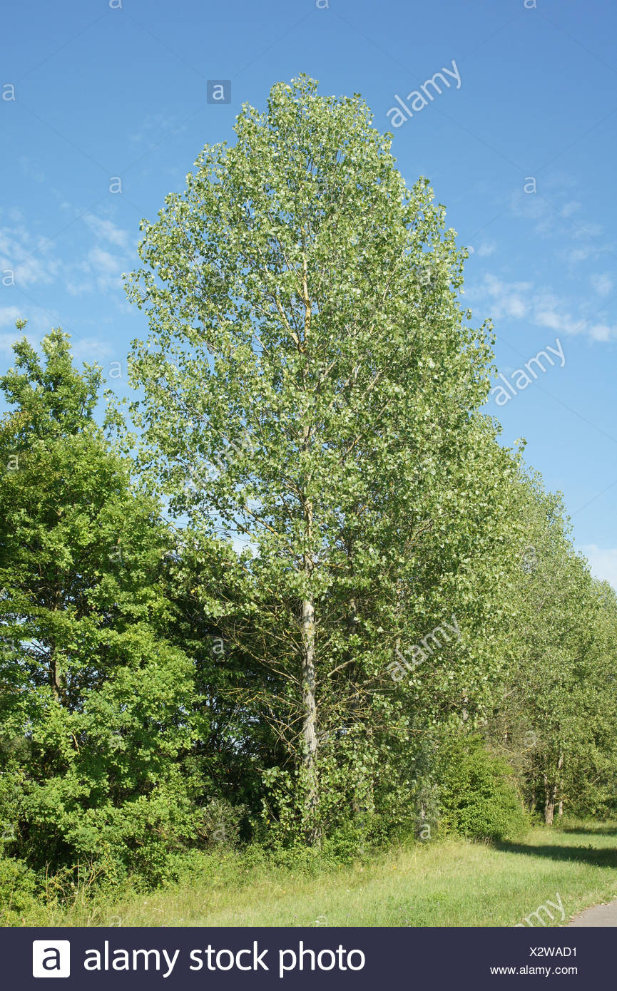 Pappel Baum High Resolution Stock Photography And Images Alamy