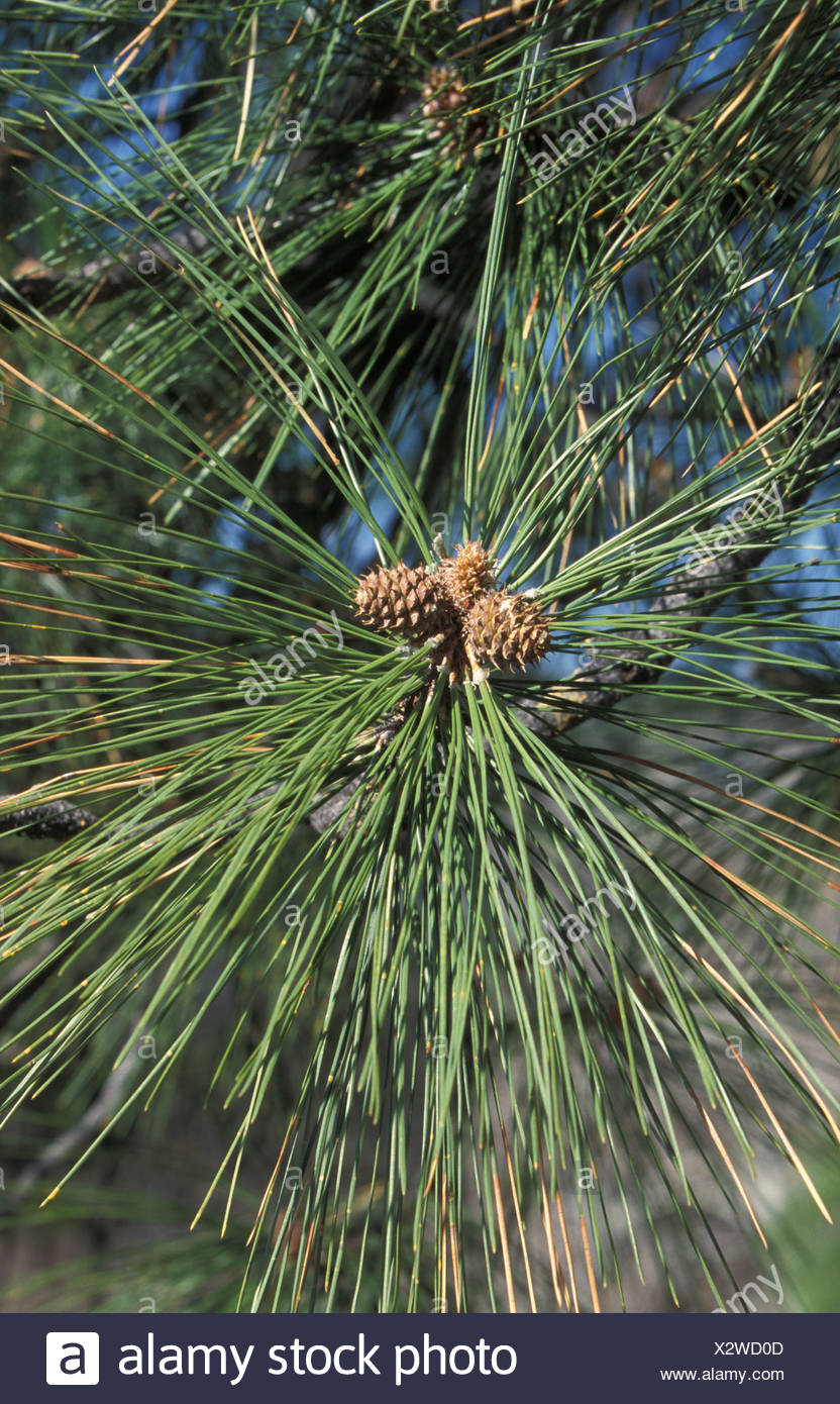 Young Ponderosa Pine Trees High Resolution Stock Photography and Images