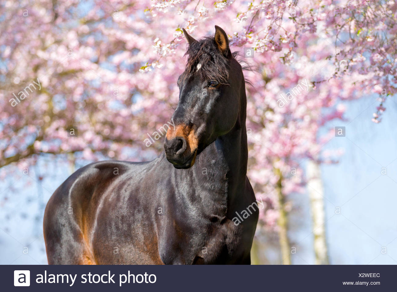 pink spring horse
