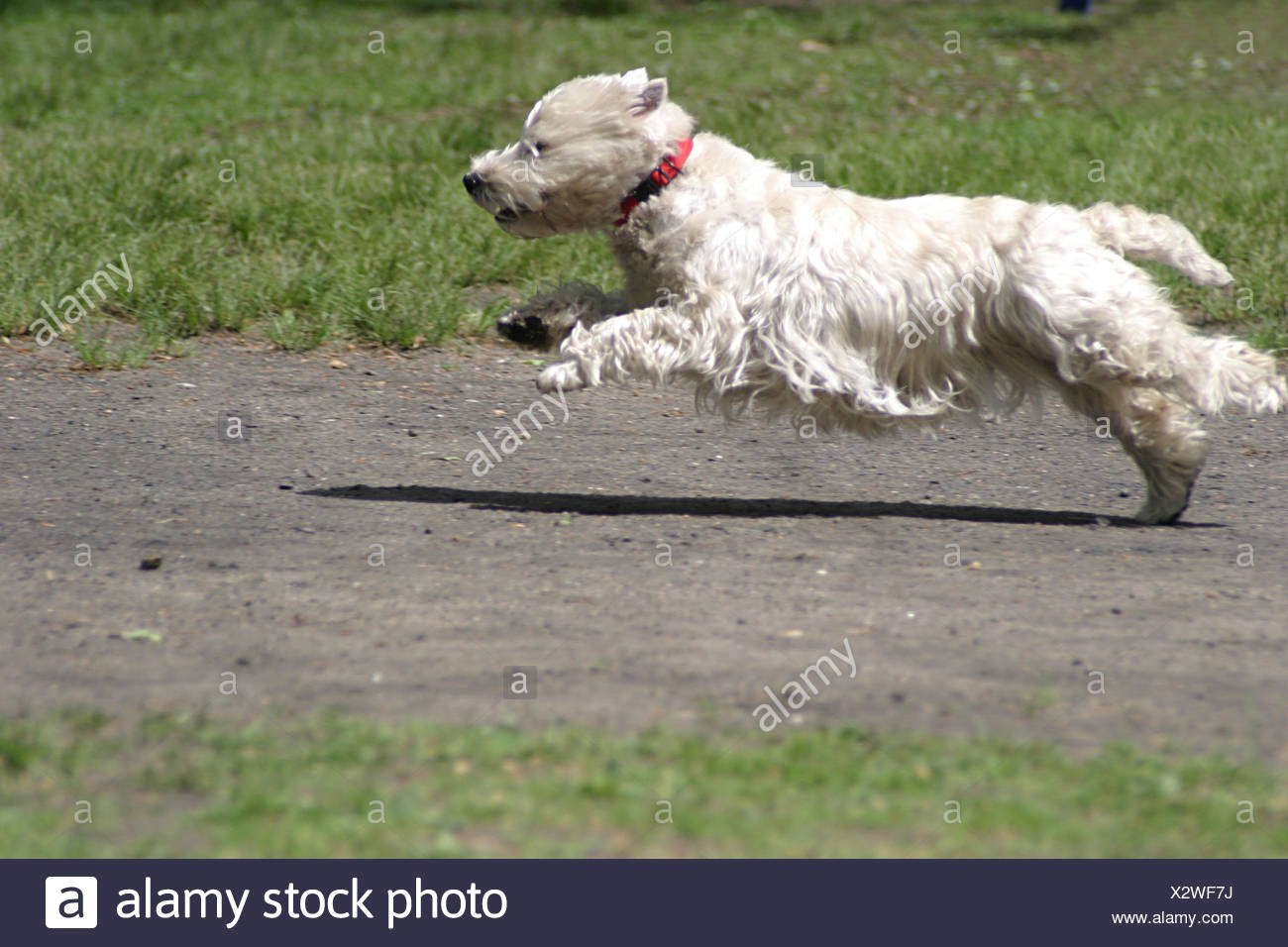 Small Tiny Little Short Dog Terrier Pedigree Dog Hound Shorthaired