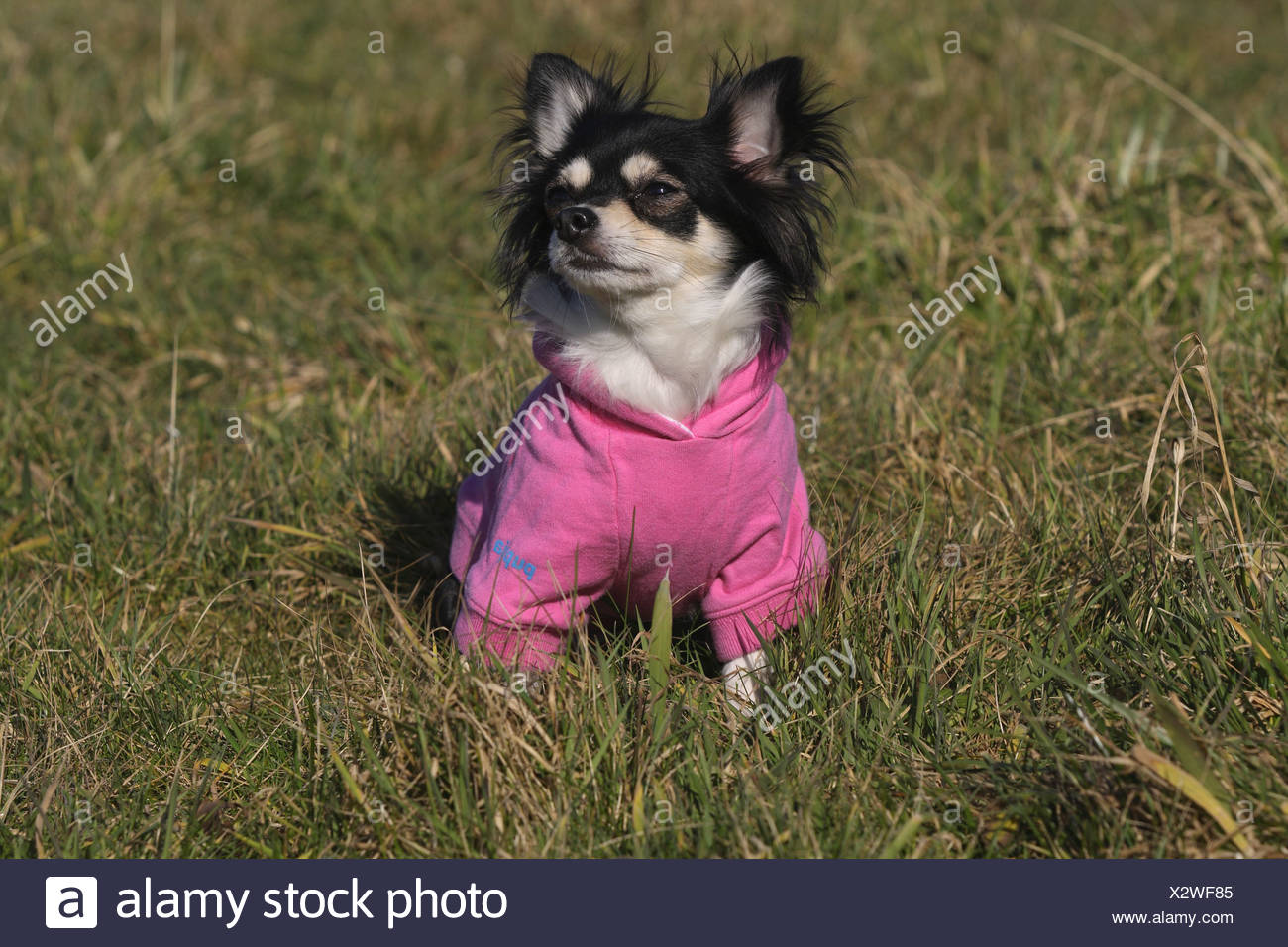 Lilac Chihuahua Stock Photos Lilac Chihuahua Stock Images Alamy
