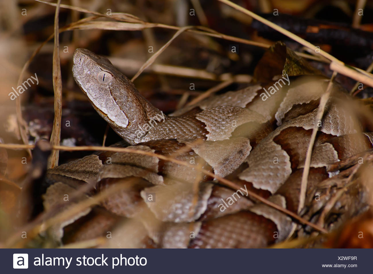 Copperhead Snake Close Up High Resolution Stock Photography and Images