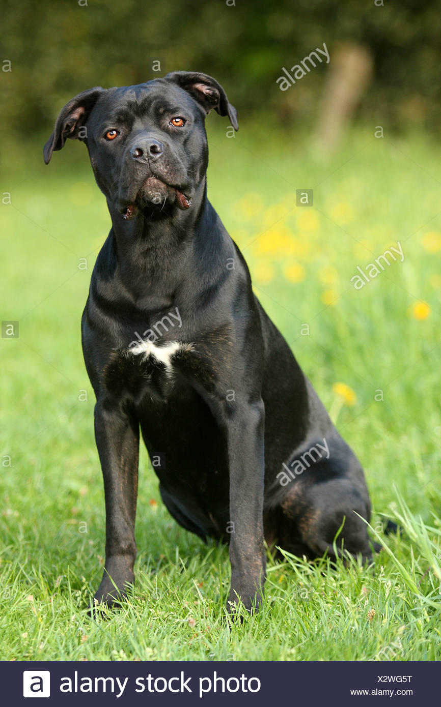 Young Cane Corso Dog Sitting On Meadow Stock Photo