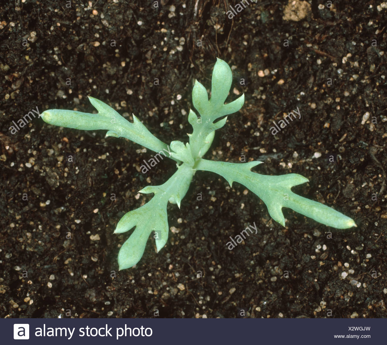 Corn Marigold Chrysanthemum Segetum Seedling With Four True Leaves Stock Photo Alamy