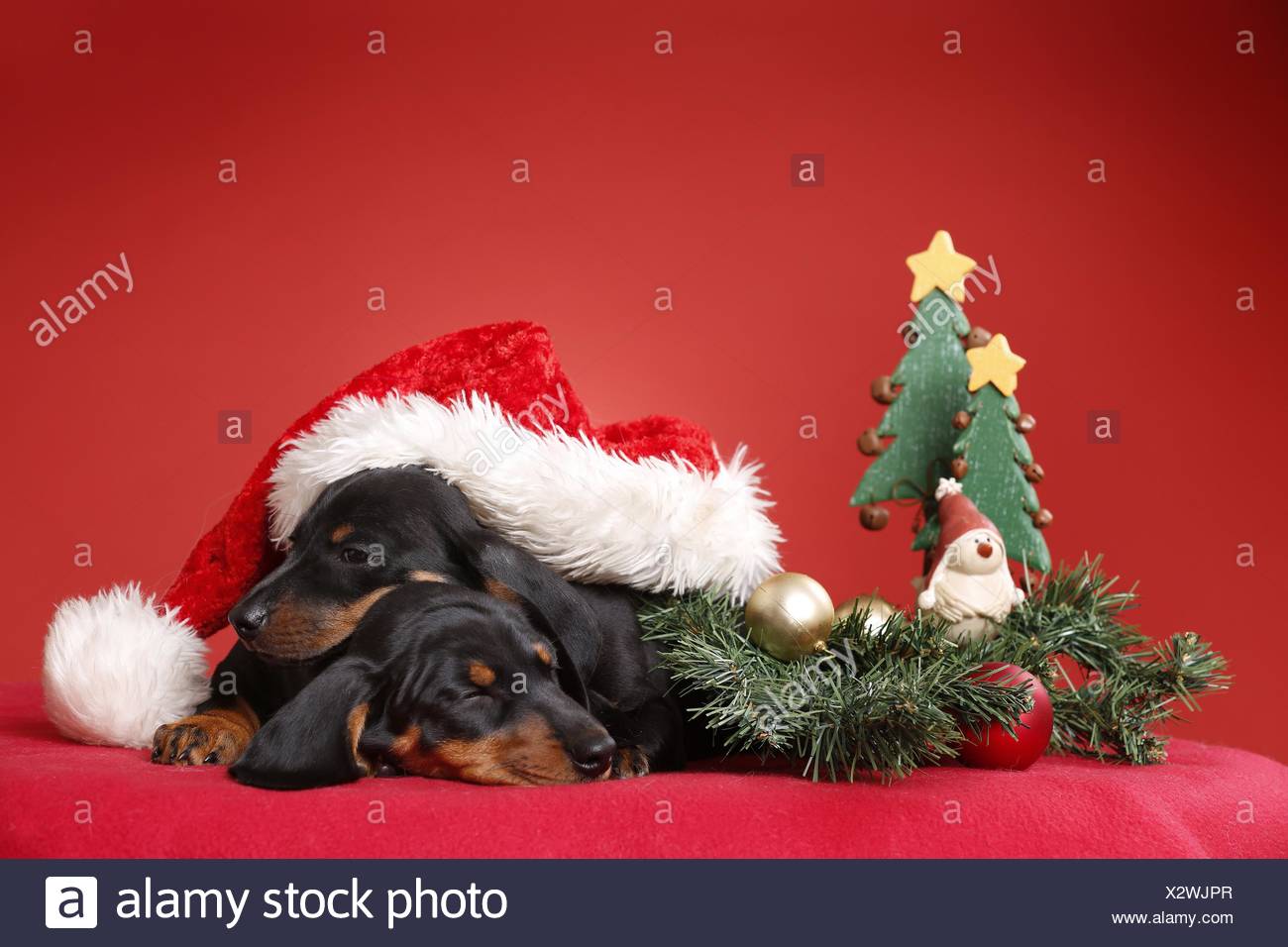 2 Shorthaired Dachshund Puppies Stock Photo 277158751 Alamy