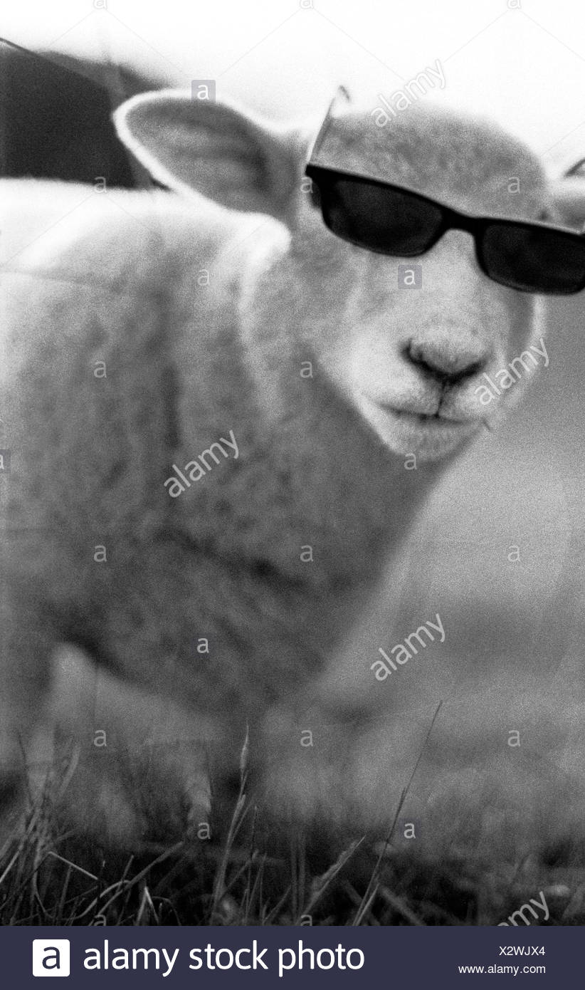 sheep wearing sunglasses