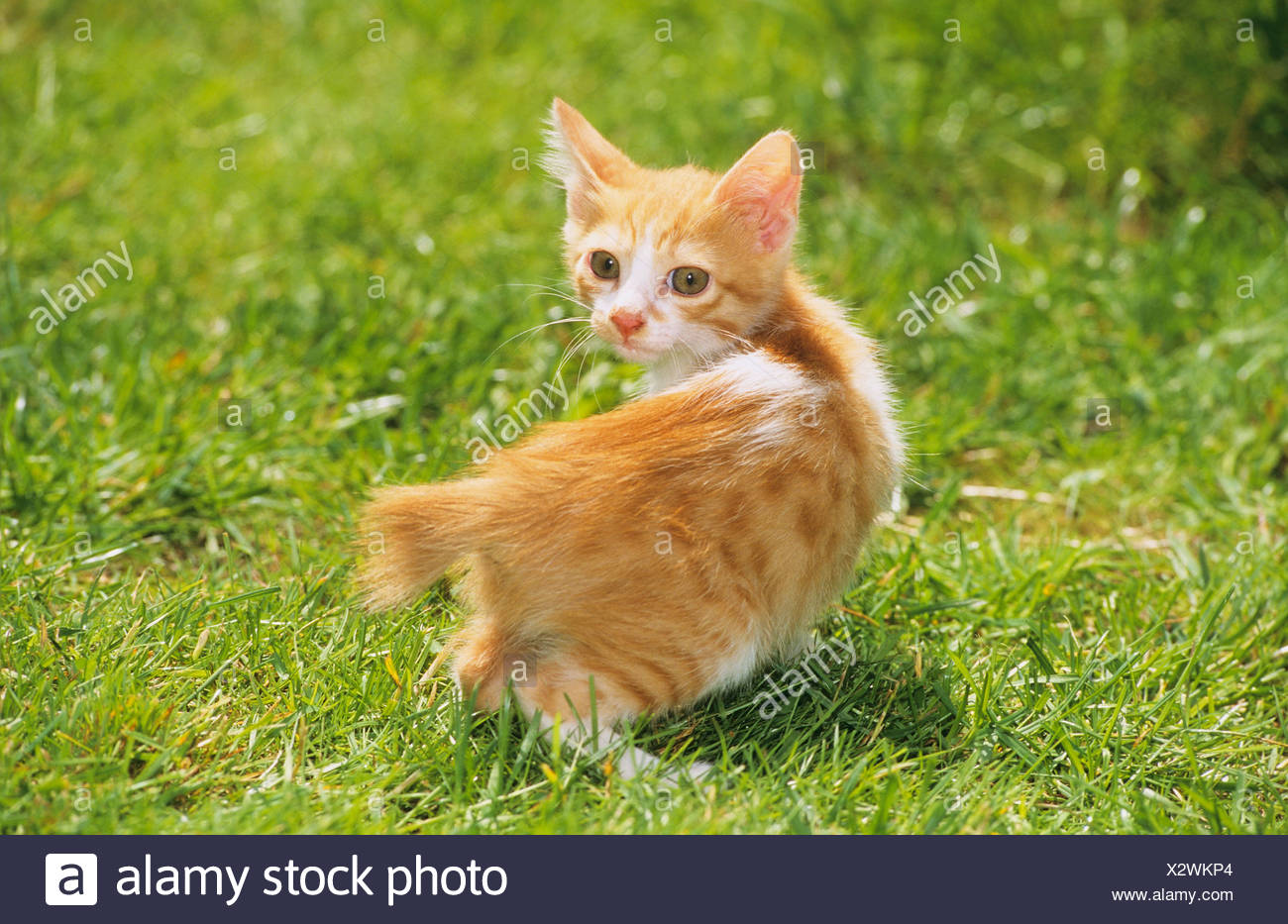 japanese bobtail kittens for sale