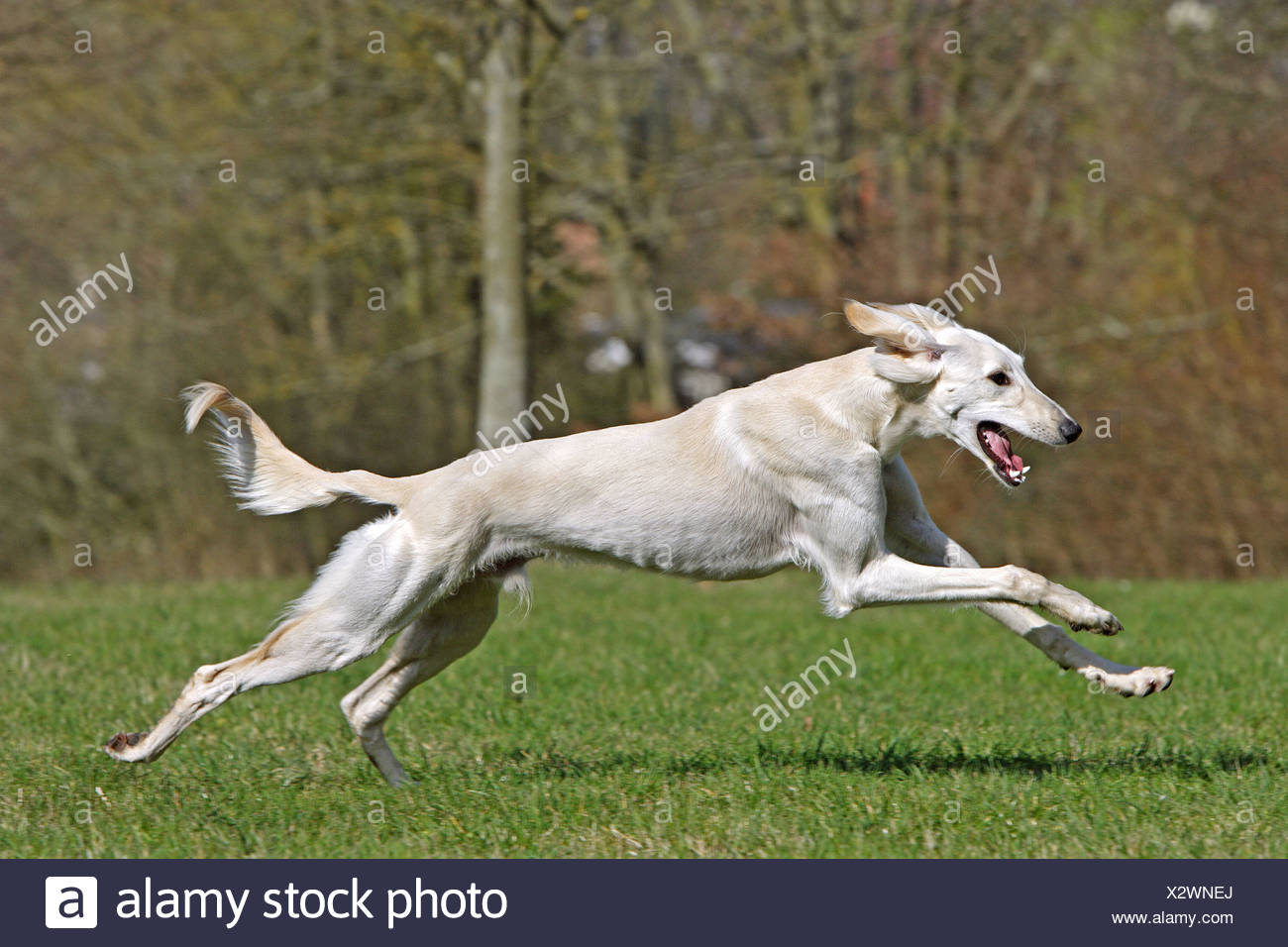 Saluki dog - running on meadow Stock 