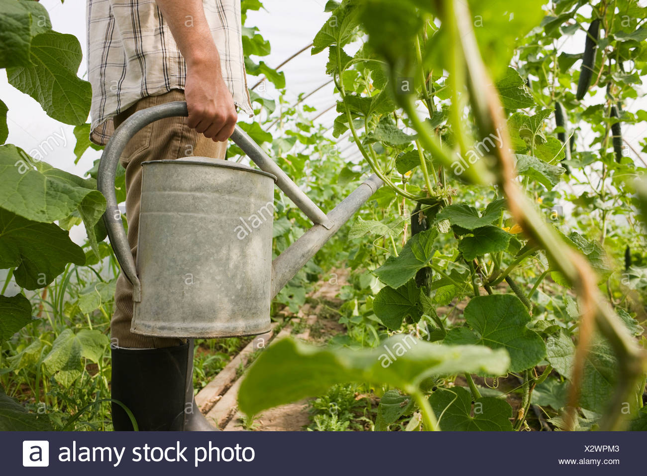 Person in greenhouse holding watering can, side view Stock Photo