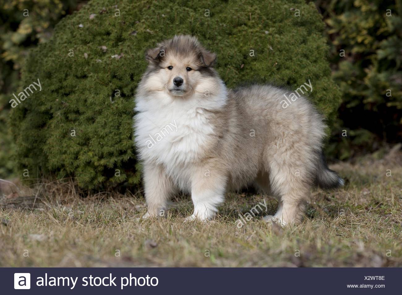 Longhaired Collie Puppy Stock Photo 277163054 Alamy
