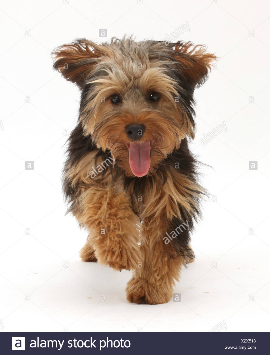 Yorkshire Terrier Cross High Resolution Stock Photography And Images Alamy Yorkshire Terrier Cross High Resolution Stock Photography And Images Alamy