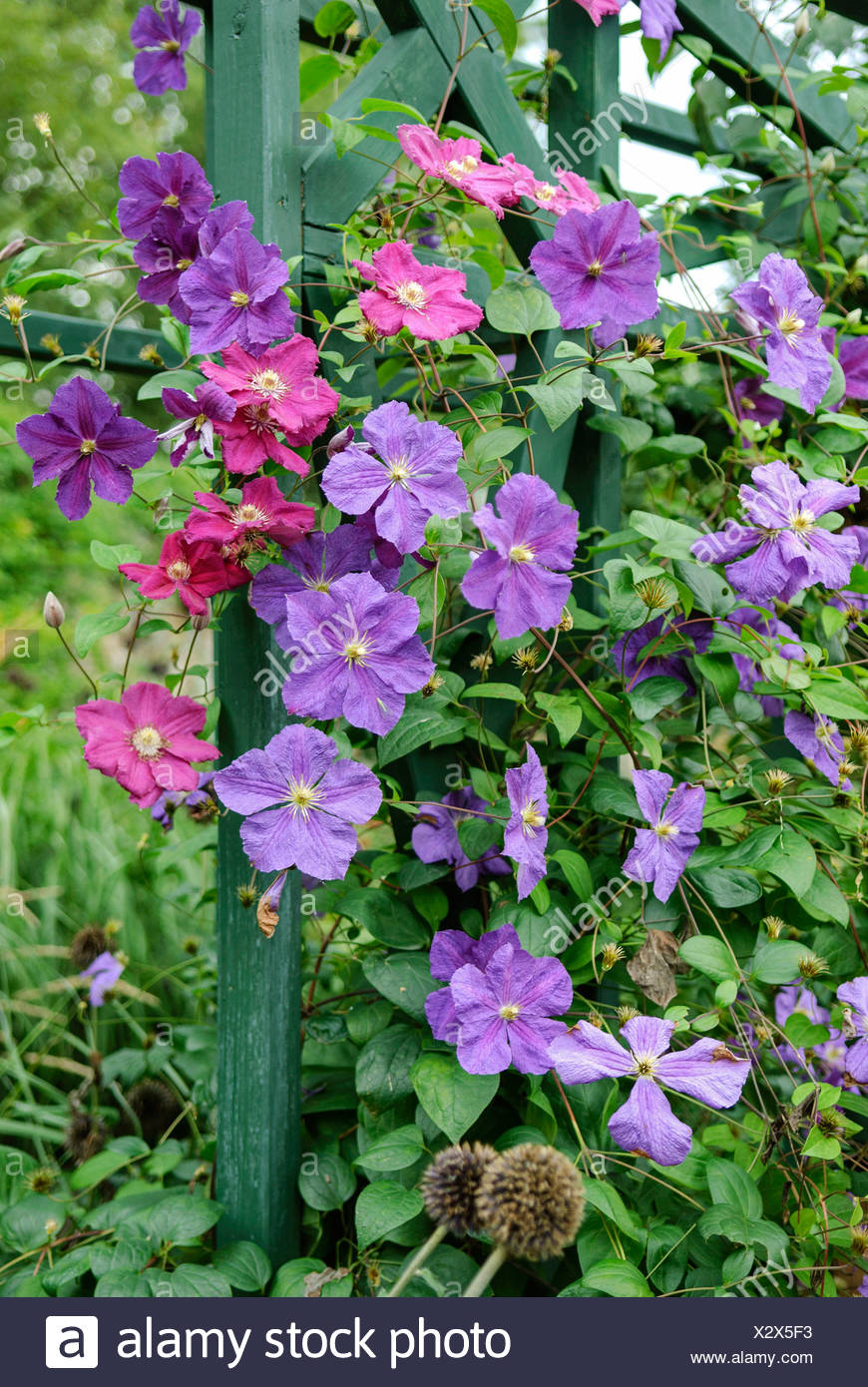 clematis-abundance Интернет-магазин цветов и растений PlantShip