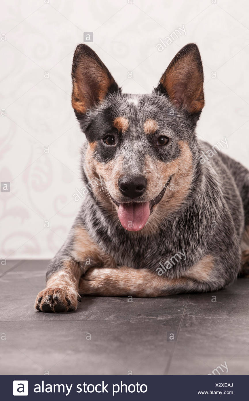 dog acd