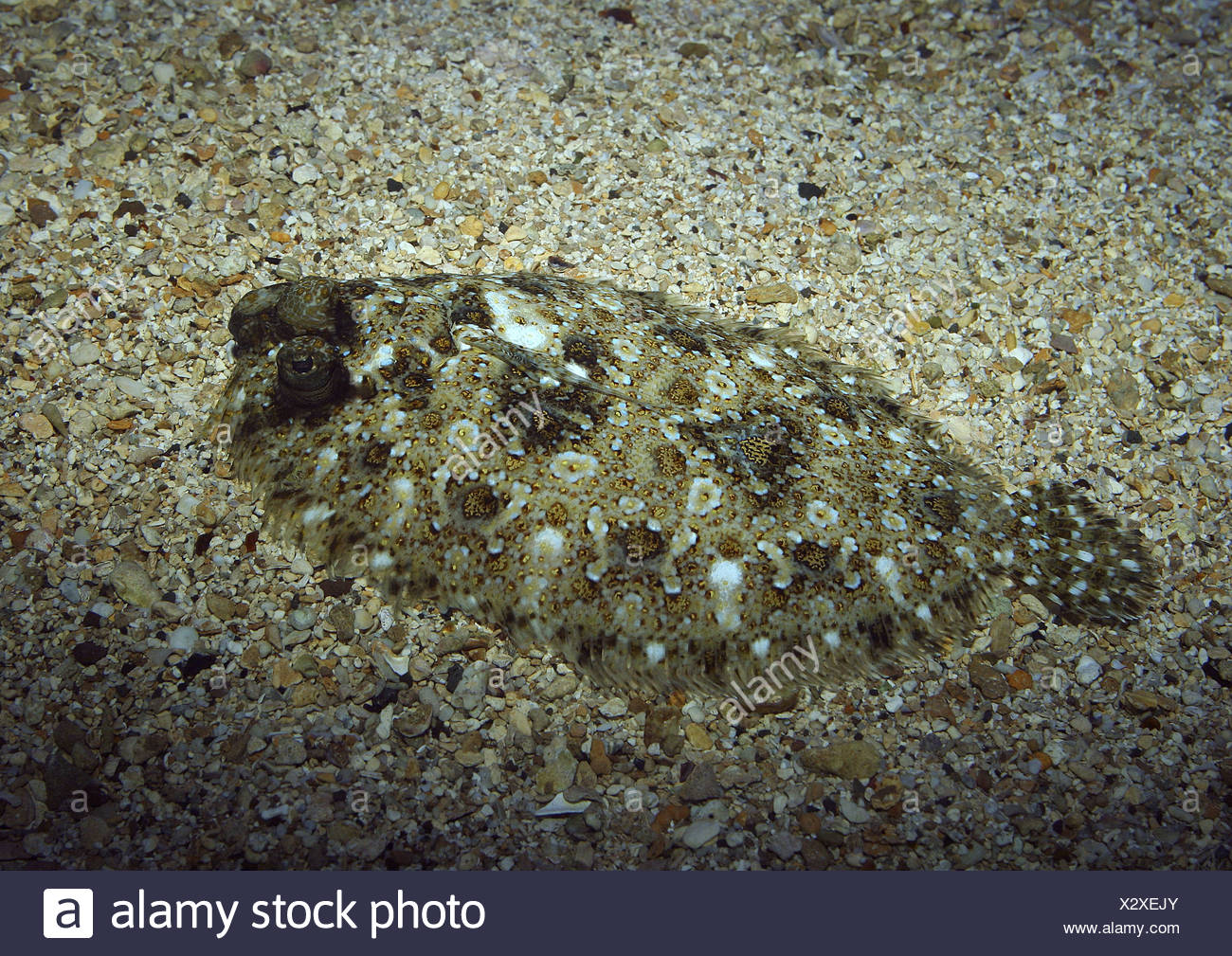 Flounder Swimming Stock Photos & Flounder Swimming Stock Images Alamy