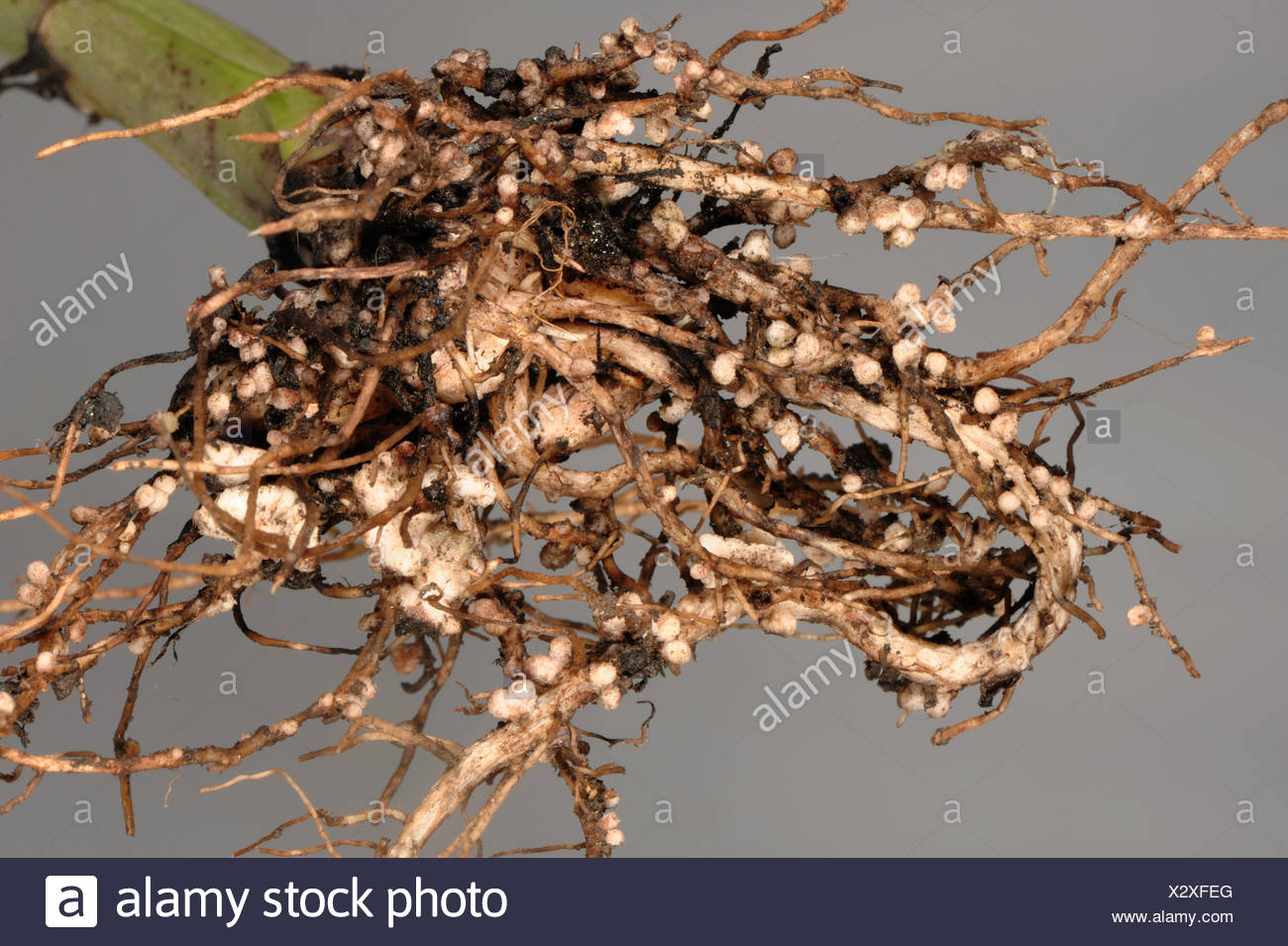 Nitrogen Fixing Bacteria High Resolution Stock Photography and Images