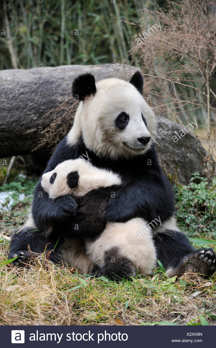 Giant panda (Ailuropoda melanoleuca) mother and cub. Wolong Nature Reserve, Wenchuan, Sichuan Province, China. Captive. Stock Photo