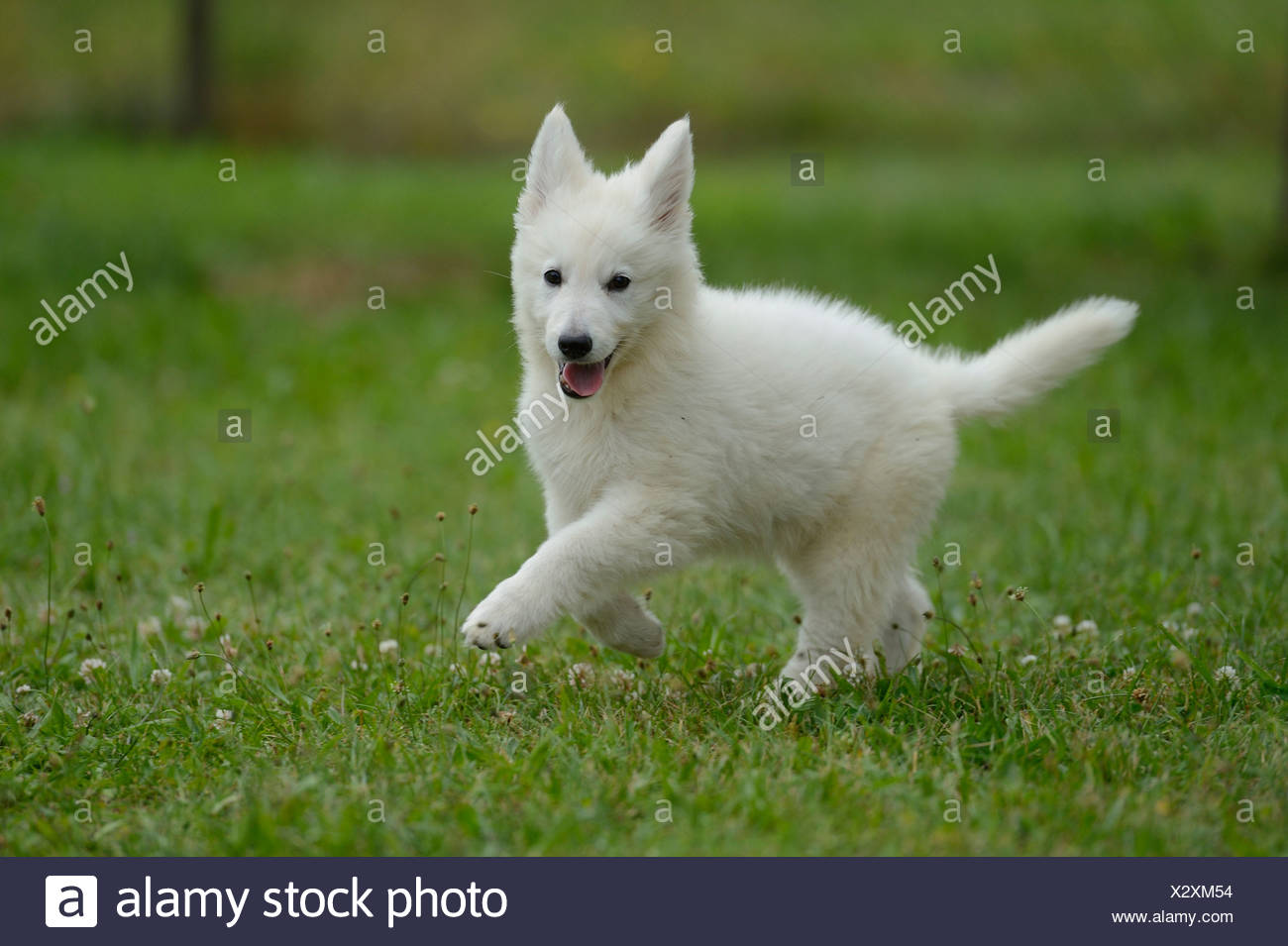 White Wolfdog Puppy On Meadow Stock Photo Alamy White Wolfdog Puppy On Meadow Stock Photo Alamy