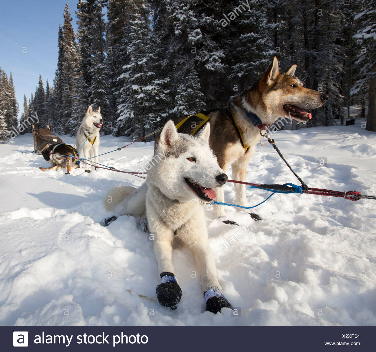 husky booties