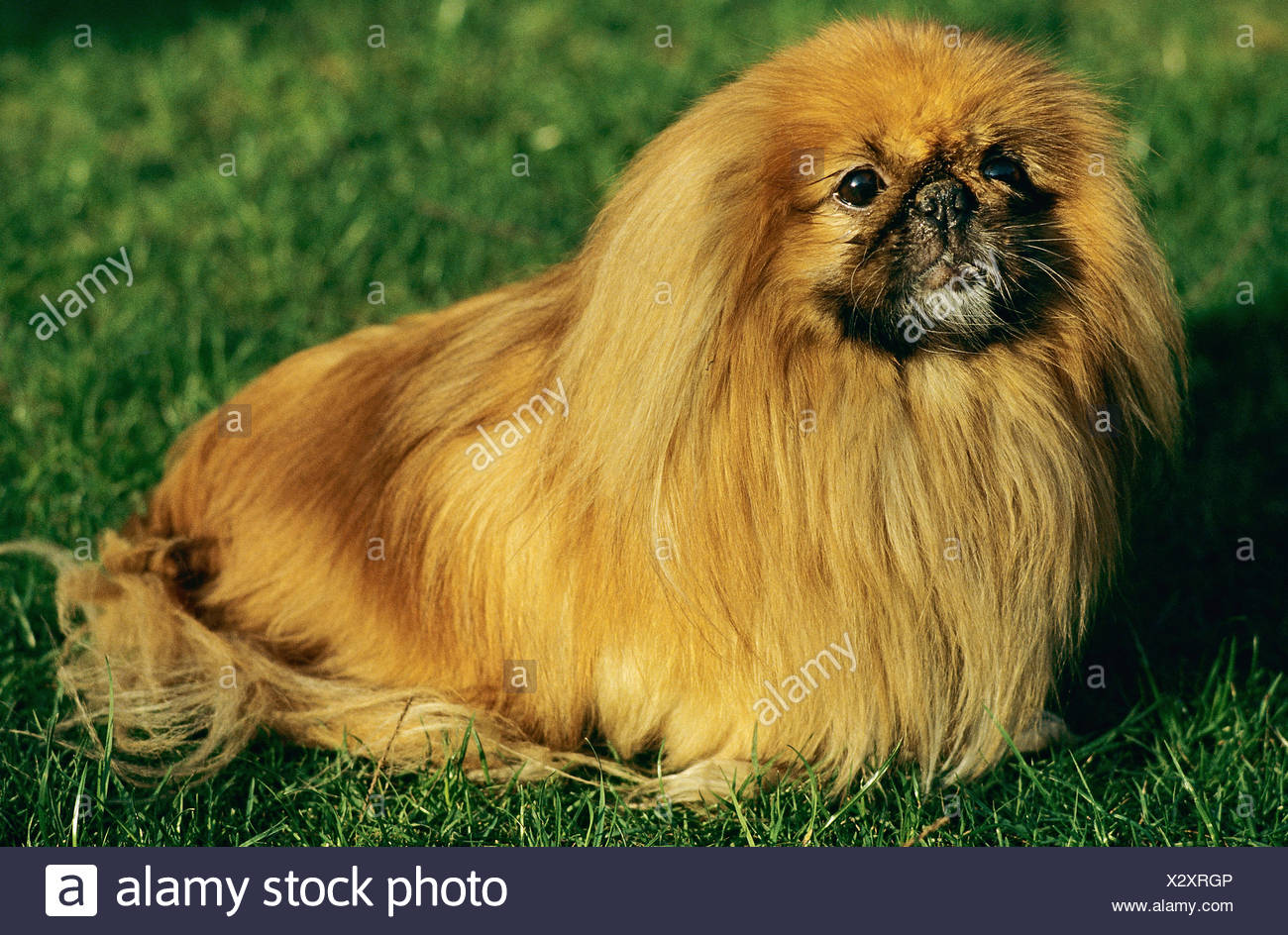 Download Adult Pekingese High Resolution Stock Photography And Images Alamy