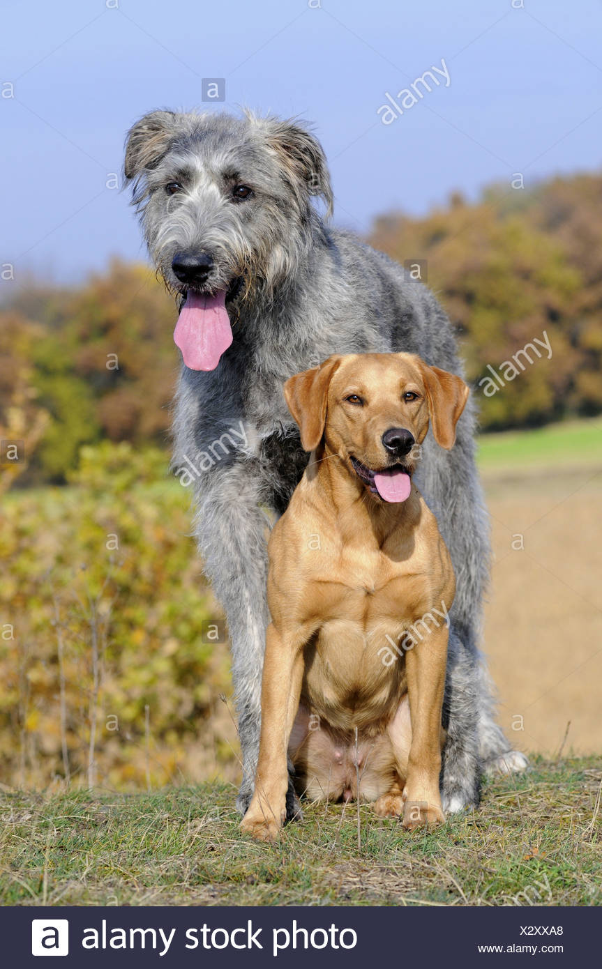irish wolfhound lab mix puppies for sale