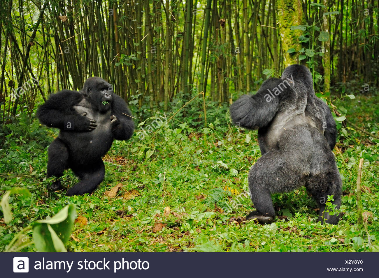 Gorilla Beating Chest High Resolution Stock Photography and Images Alamy