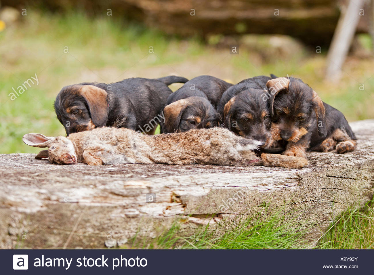 wire haired dachshund hunting
