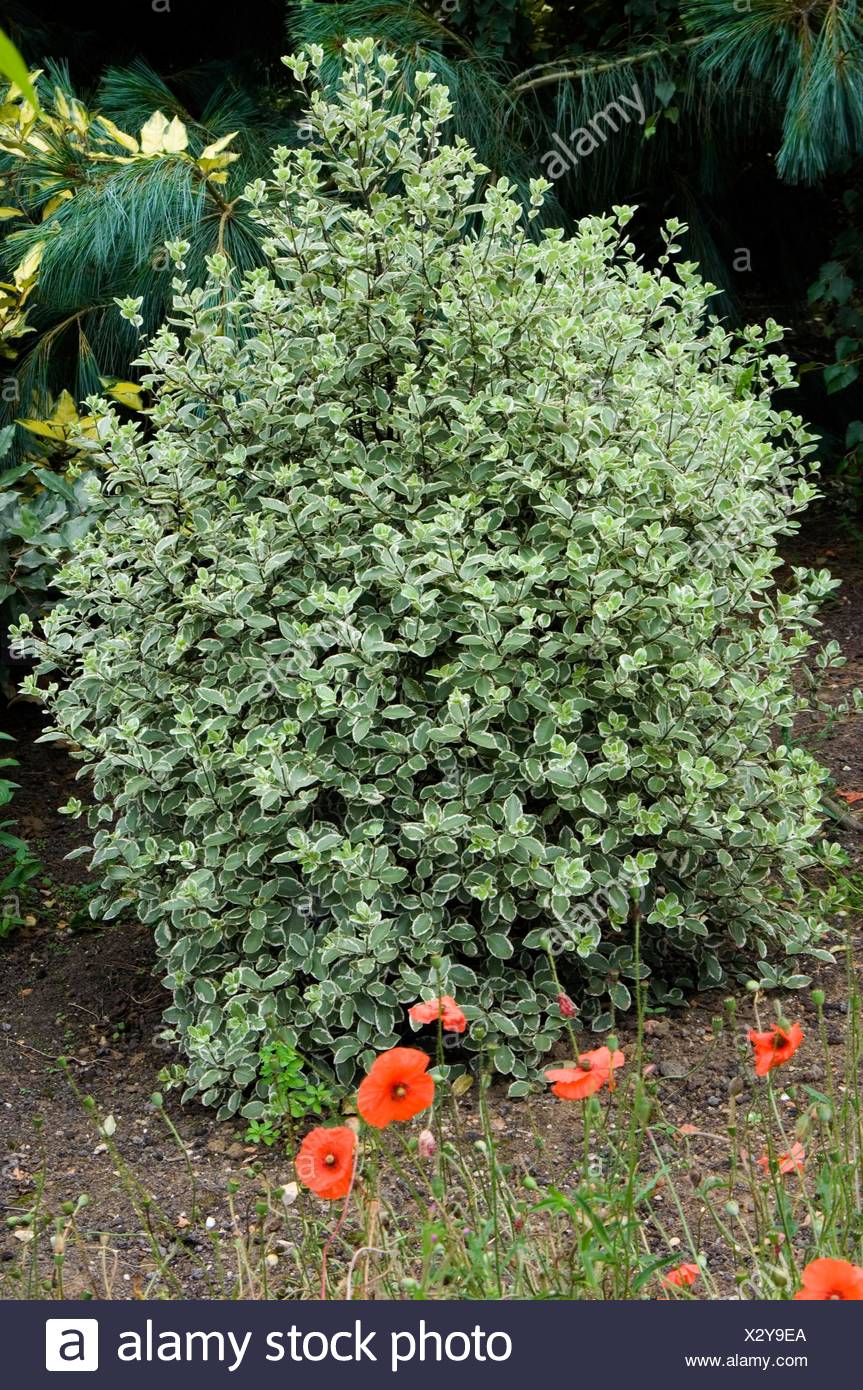 Plttosporum Tobira Pittosporaceae Japanese Pittosporum Benefits