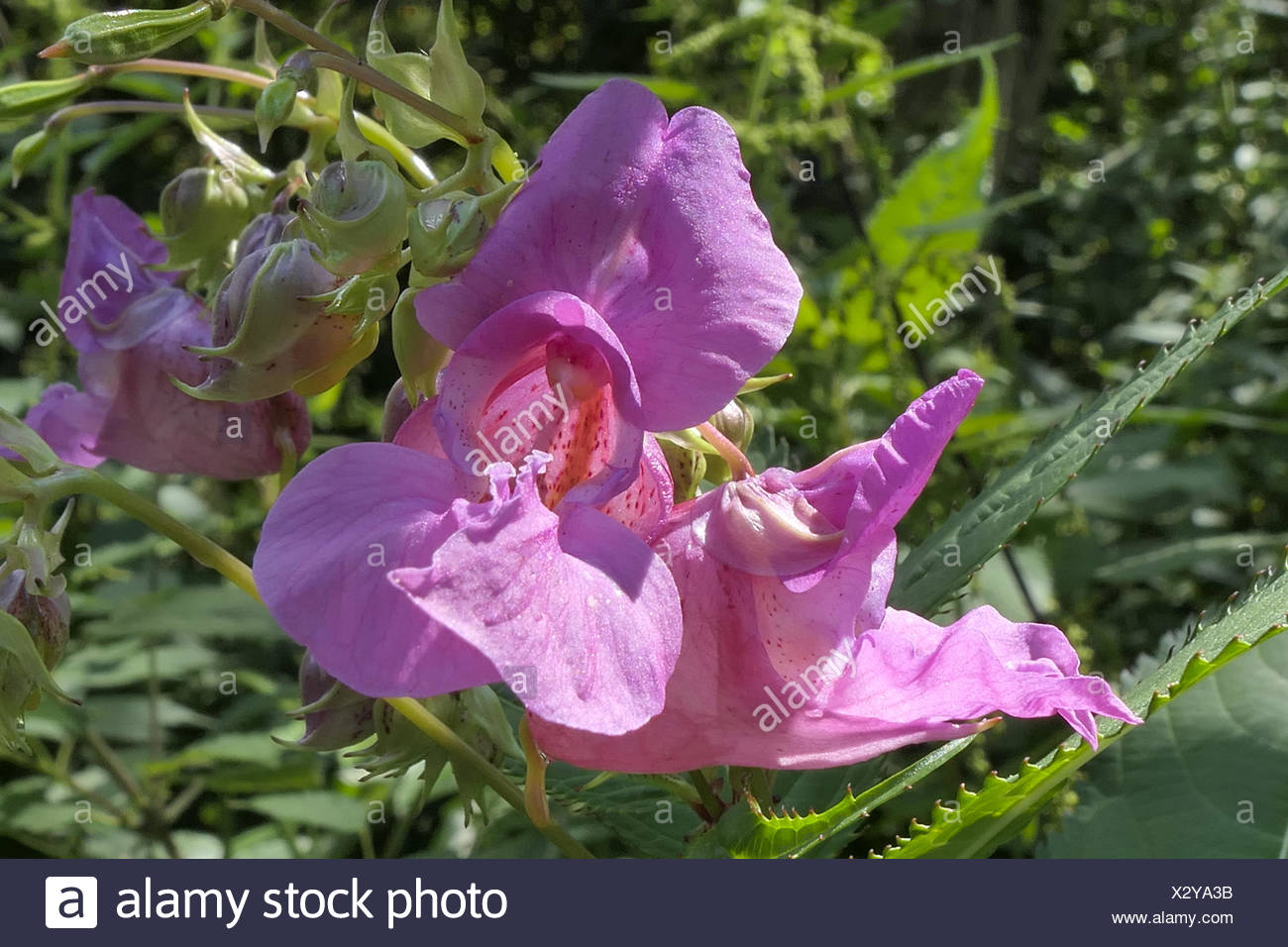 Drüsiges Springkraut (Impatiens glandulifera), Einzelblüte, Bayern, Deutschland, Europa Stock Photo