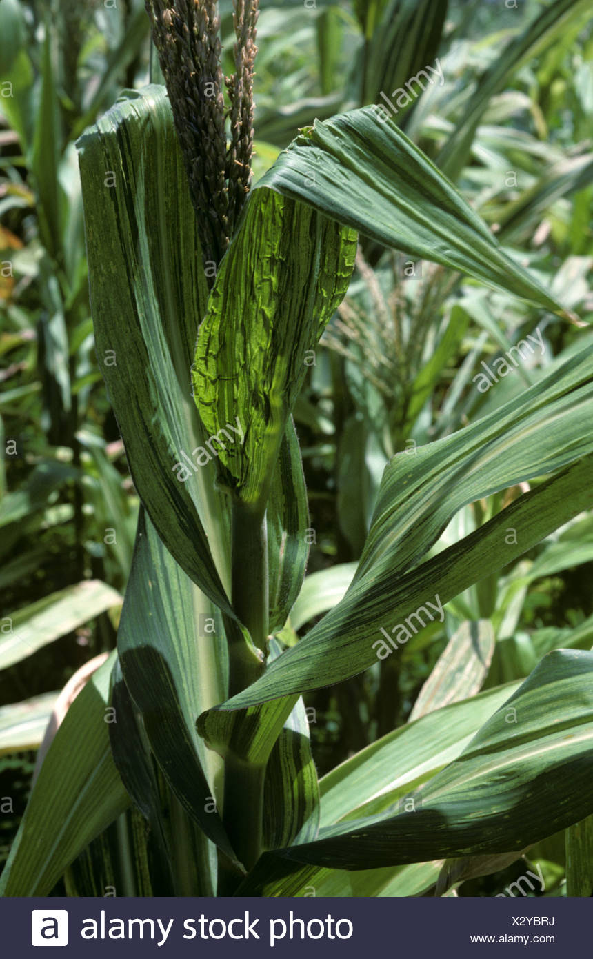Maize Disease High Resolution Stock Photography and Images Alamy
