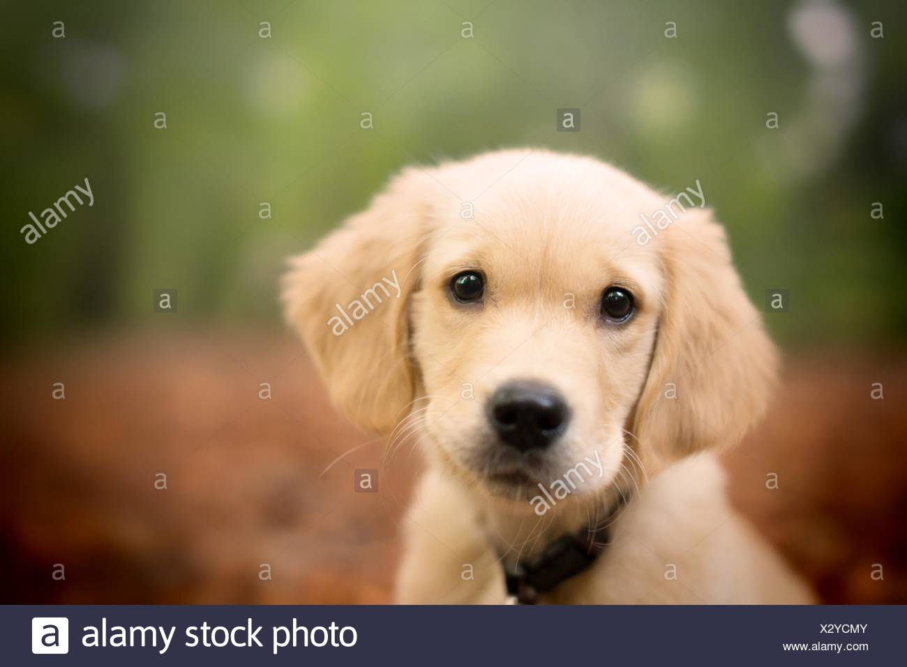 golden retriever puppy eyes