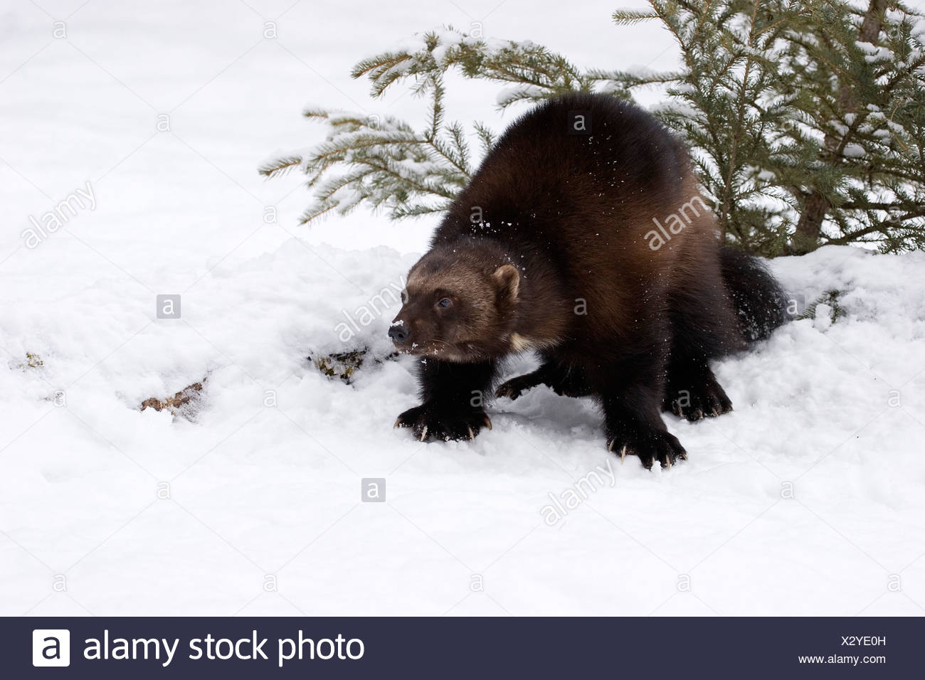 Wolverine Claws Stock Photos & Wolverine Claws Stock Images - Alamy