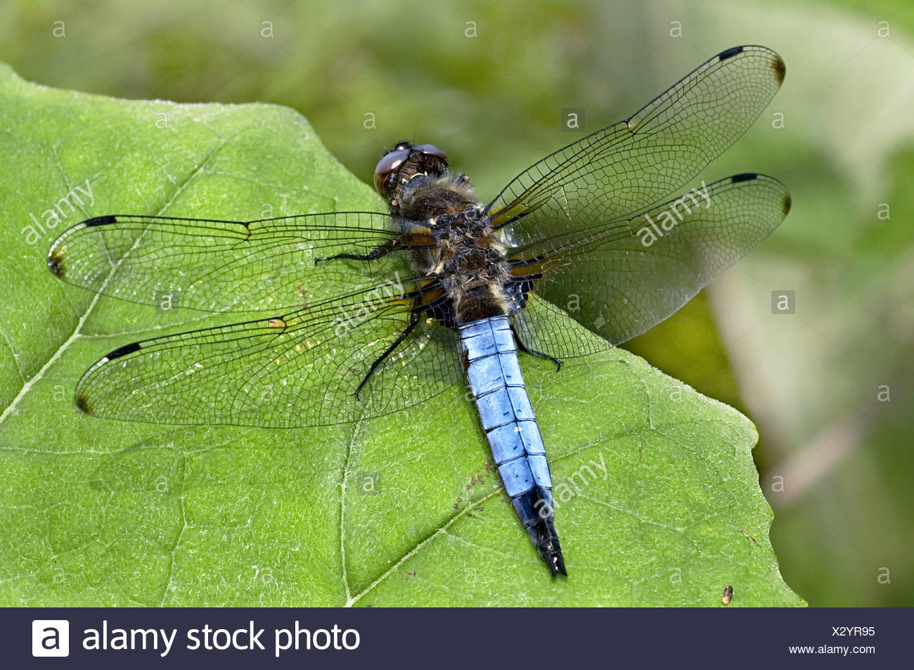 Bruine Korenbout Scarce Chaser Libellula Fulva Stock Photo Alamy