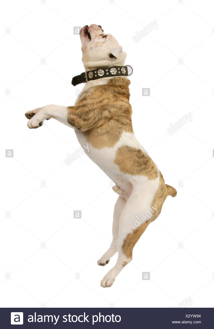 Bulldog Jump High Resolution Stock Photography and Images Alamy