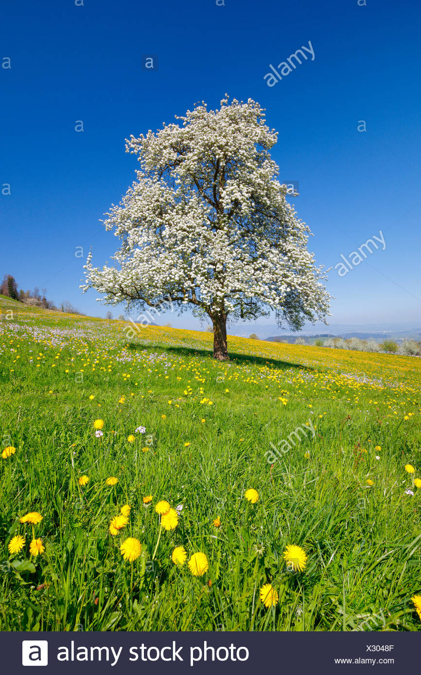 Blühender Birnbaum im Frühling, Schweiz Stock Photo