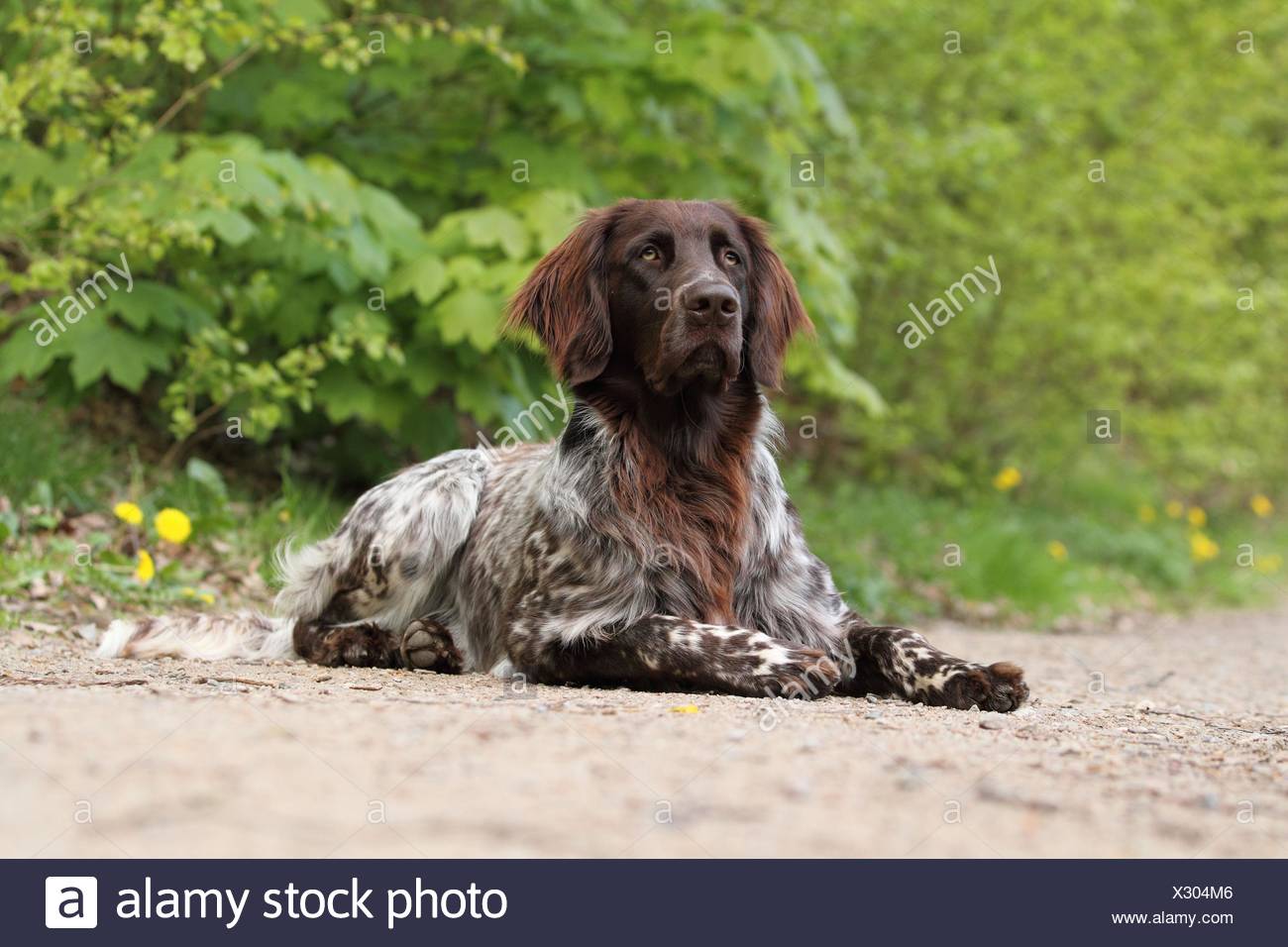 Lying German Longhaired Pointer Stock Photo 277213558 Alamy