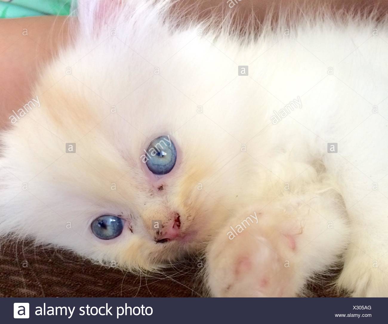My Sweetie Rip Sweetie You Will Always Be Remember Love Papa Stock Photo Alamy