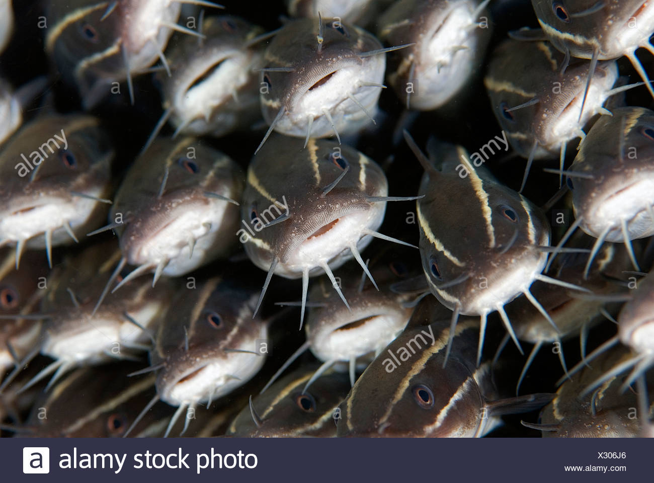 Marine Coral Catfish High Resolution Stock Photography and Images Alamy