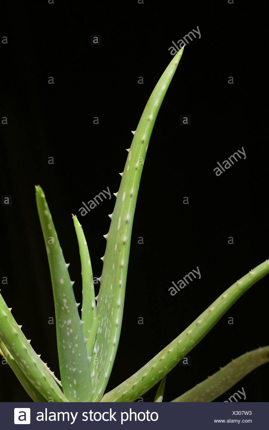 Aloe Vera Plant Detail Succulent Plant Species Whose Extracts Are
