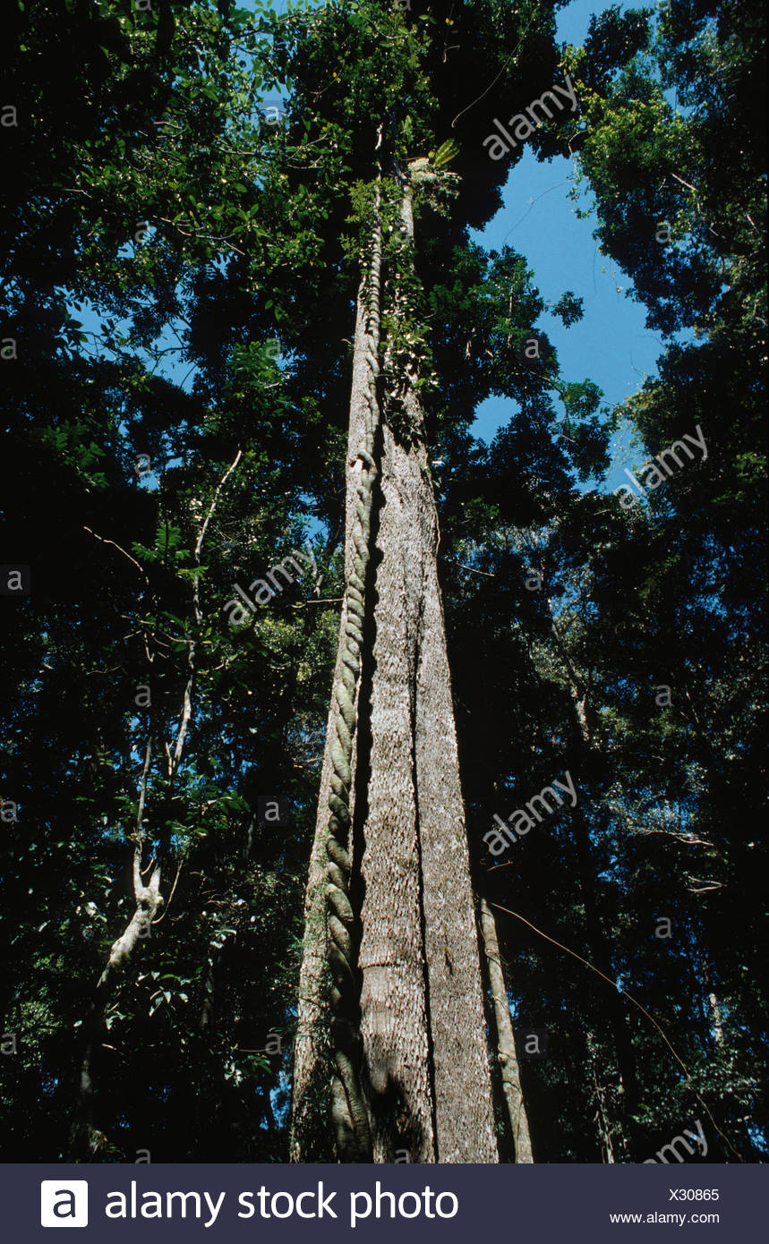 Emergent Trees High Resolution Stock Photography and Images Alamy