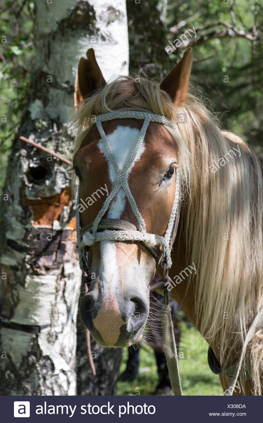 Portrait Of A Beautiful Horse With Long Hair And White Spot On The