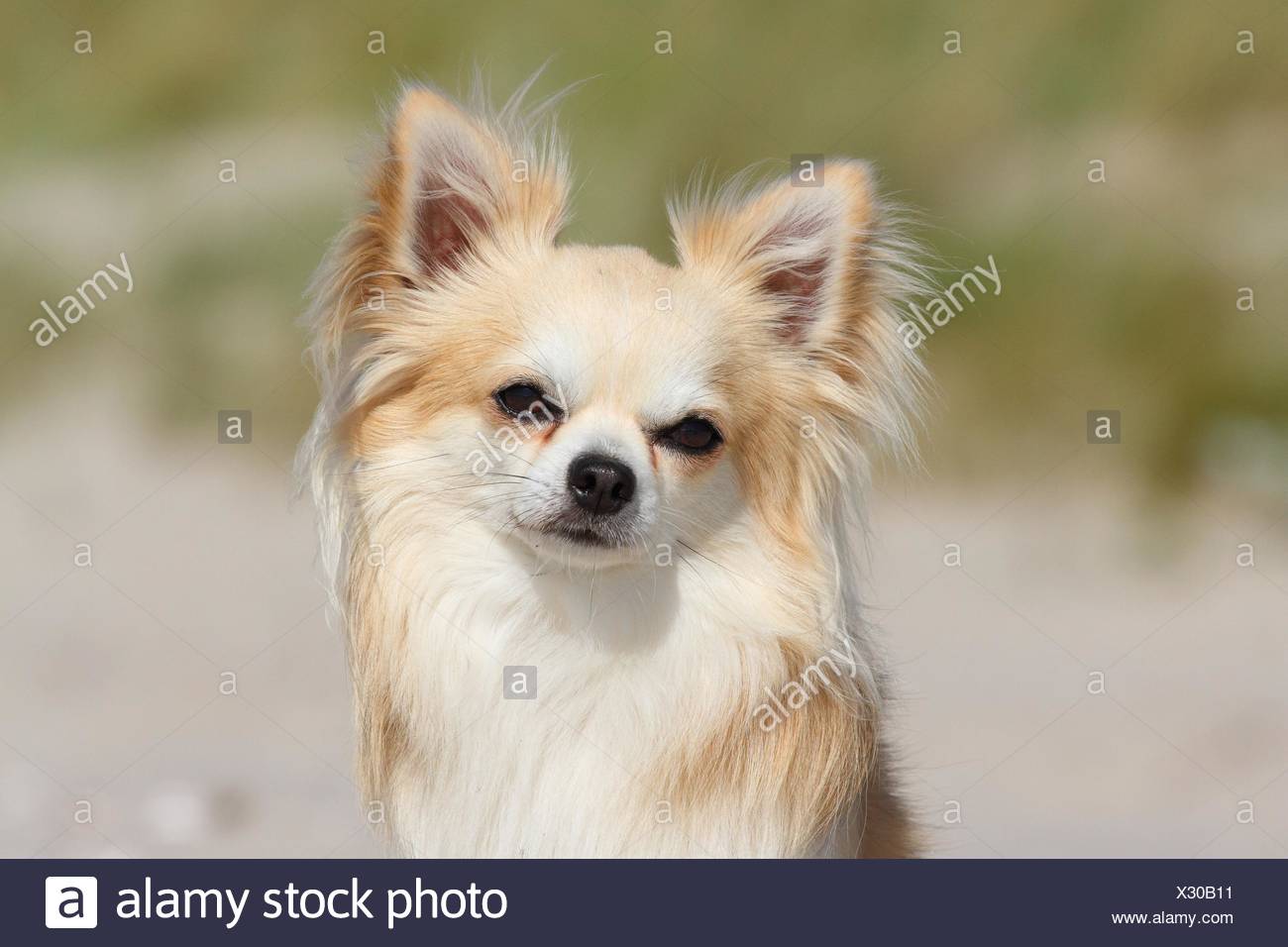 Longhaired Chihuahua Portrait Stock Photo 277218509 Alamy