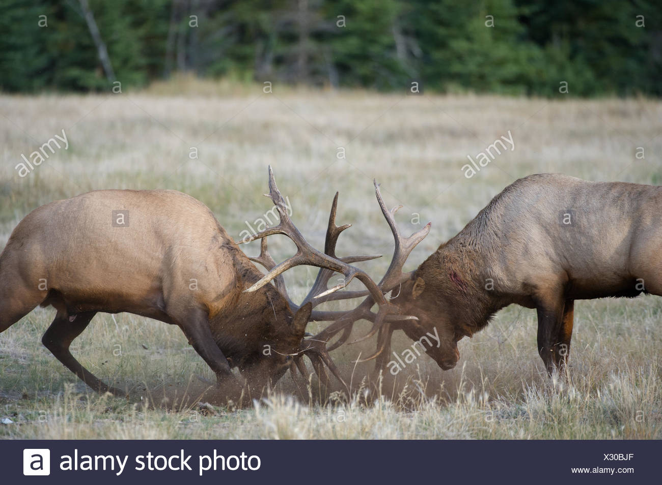 Opinion Pre mature elk fighting Share your Pre mature elk fighting shaking, support
