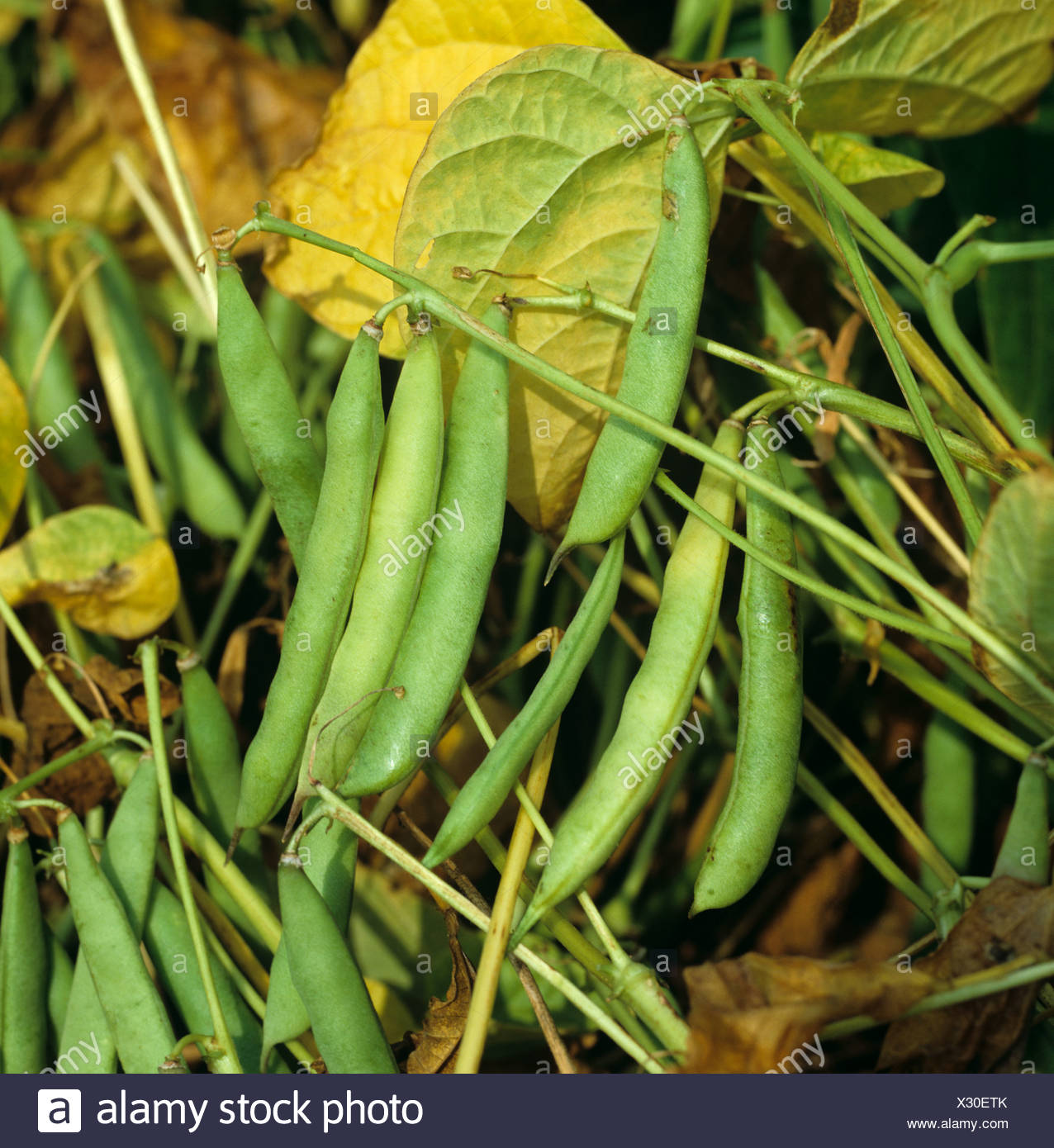 Haricot Bean Plant