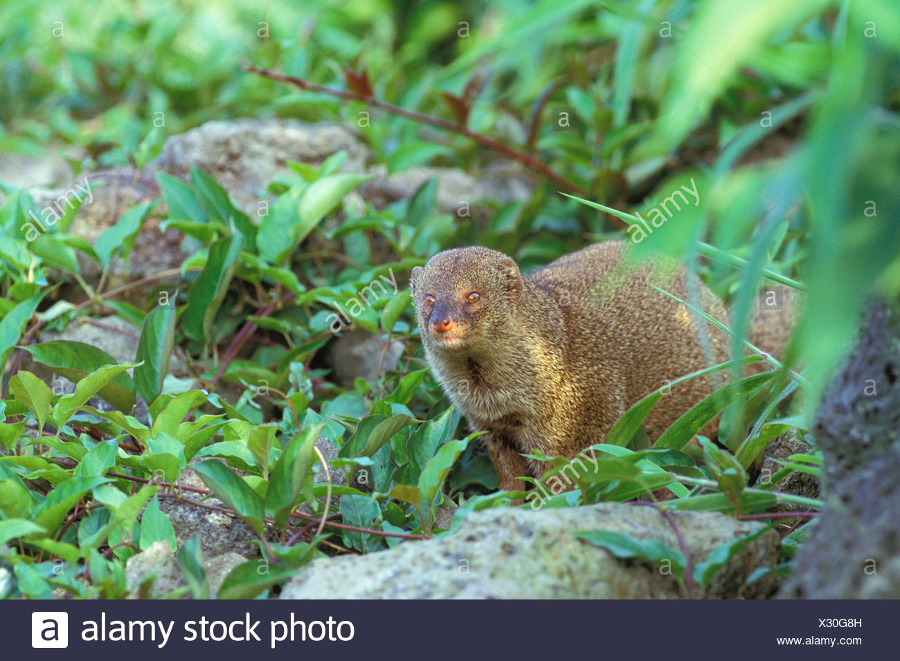 Mongoose Hawaii Stock Photos & Mongoose Hawaii Stock Images Alamy